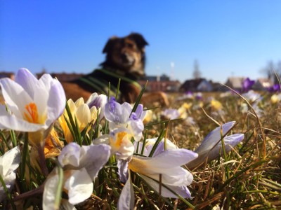 Hund und Blumen hundeblog canistecture dogblog