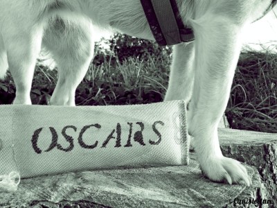 Dog_oscars