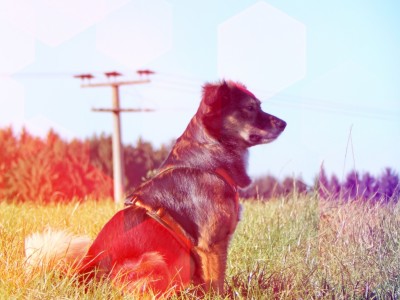 Tierschutzhund_Hundeblog