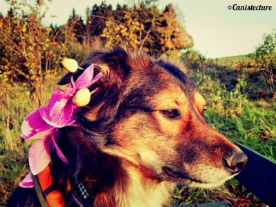 dog_flower-hundeblog-canistecture-dogblog