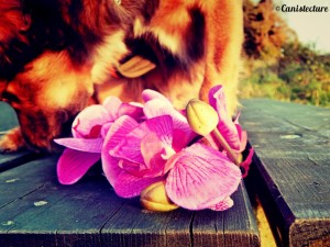 dog_flower3