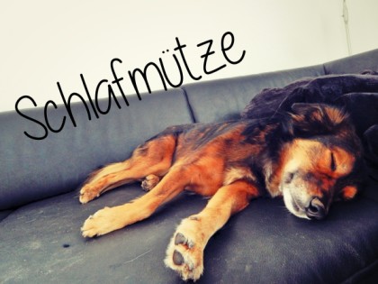 schlafmuetze-hundeblog-canistecture-dogblog