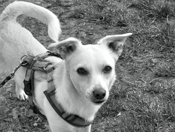 Iggy_black_and_white_hundeblog_canistecture-dogblog