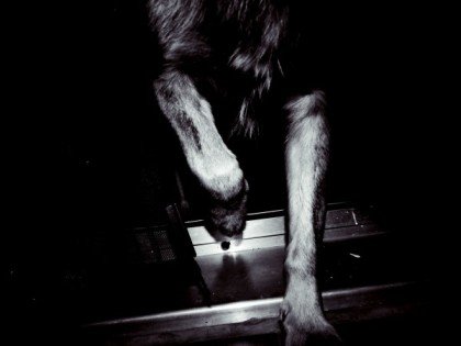 Lemmy-balkon-hundeblog-canistecture-dogblog