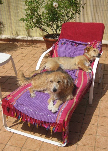 Amor kommt auf Hundepfoten - Sonnenbad-1 (2)