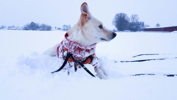 Hund im Schnee in Bayern - Hundeblog Canistecture