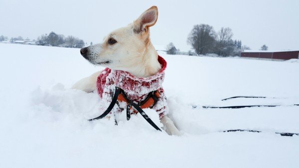 Hund im Schnee in Bayern - Hundeblog Canistecture
