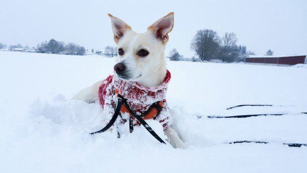 Hund im Schnee in Bayern - Hundeblog Canistecture - Samsung Galaxy S 6 Edge +