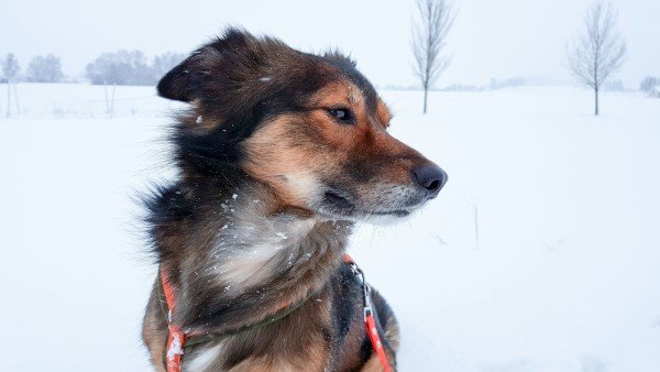 Hund im Schnee in Bayern - Hundeblog Canistecture - Samsung Galaxy S 6 Edge +