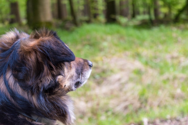 Hund im Wald Canistecture