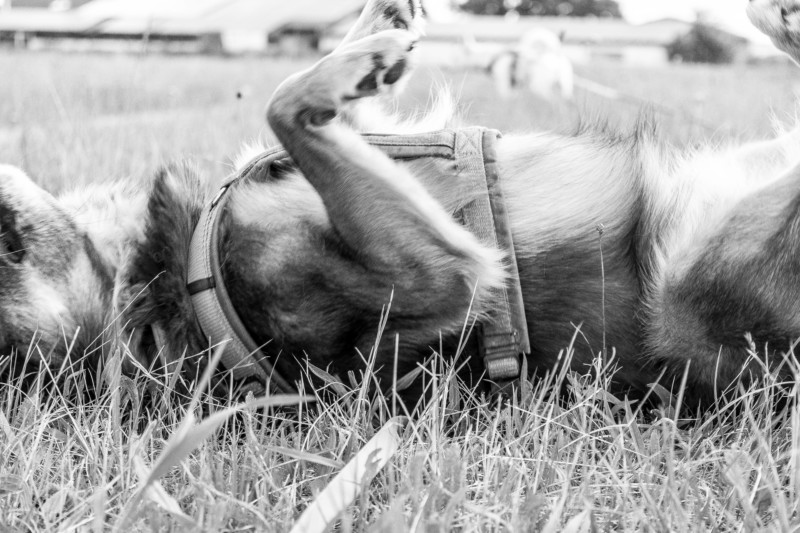 Tierschutzhund hundeblog-canistecture_-2