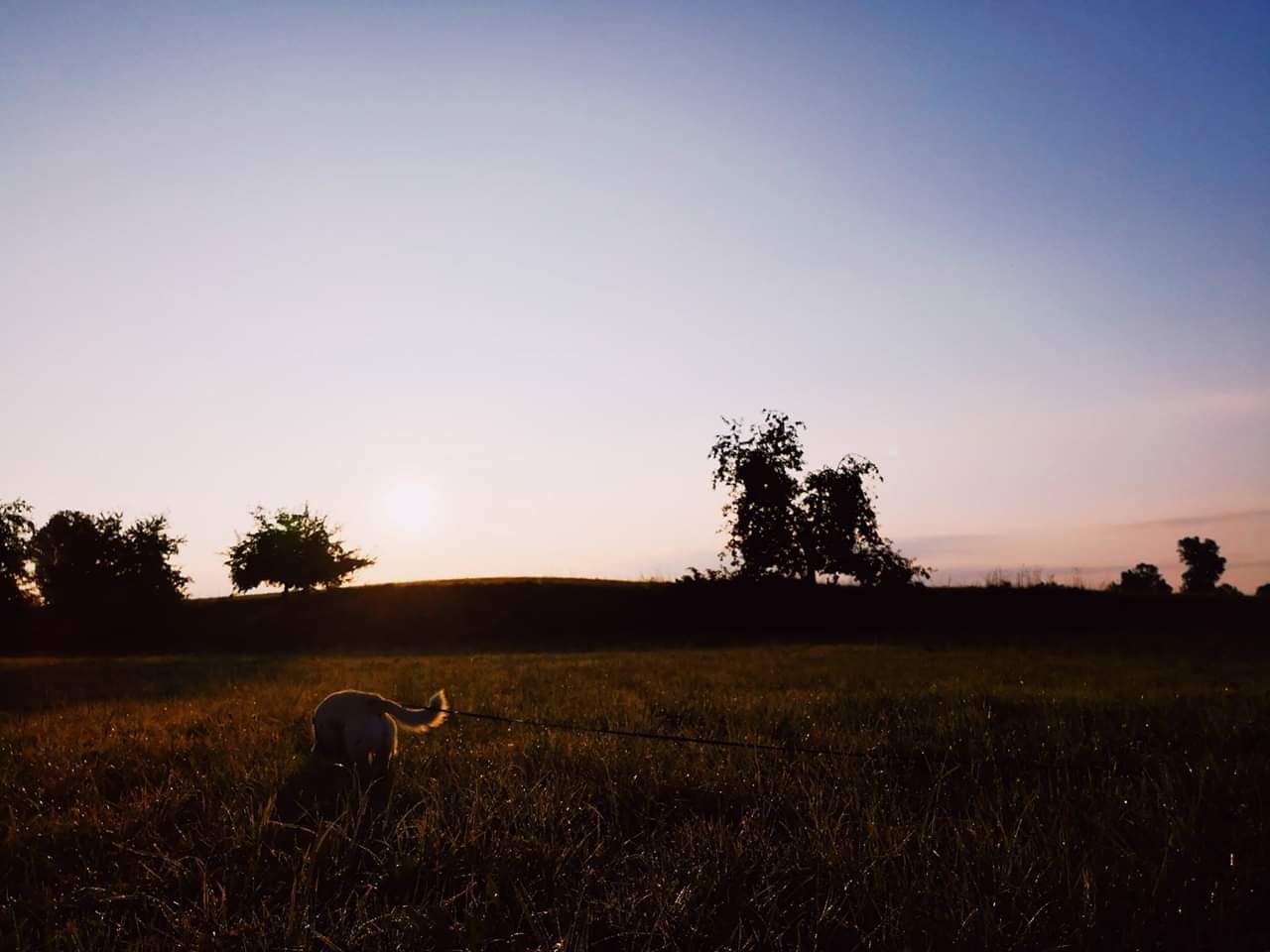 Hundeblog Canistecture Hund im Sonnenuntergang