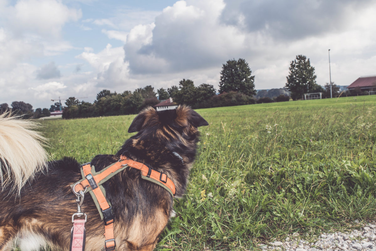 Tipps Wohnungssuche mit Hund Hundeblog Canistecture