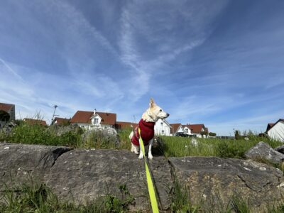 Hund mit Pulli schaut rechts an der Kamera vorbei