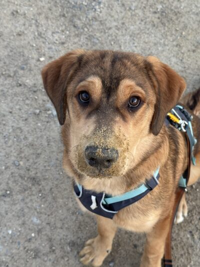 Hund schaut in die Kamera hat und Sand auf der Schnauze